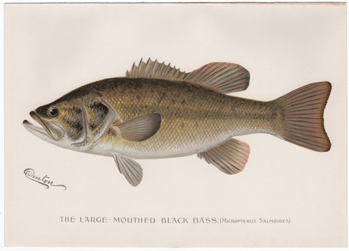 Denton fish lithograph from 1896